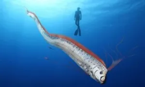 Loài cá khổng lồ được ví như điềm báo động đất
