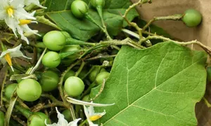 Bé gái tử vong do ngộ độc sau ăn cà gai leo